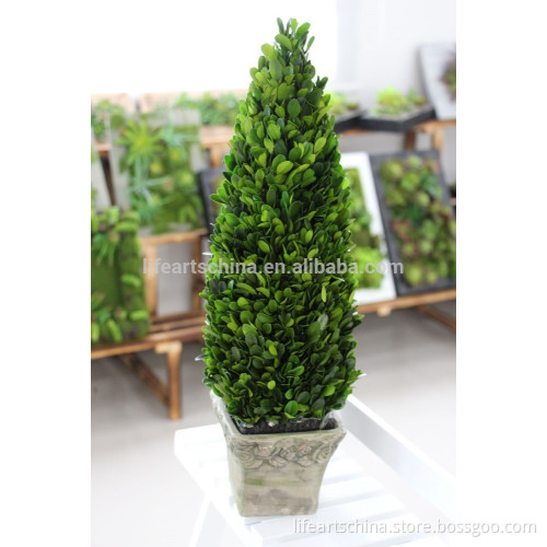 50cm Preserved boxwood, topiary, bonsai